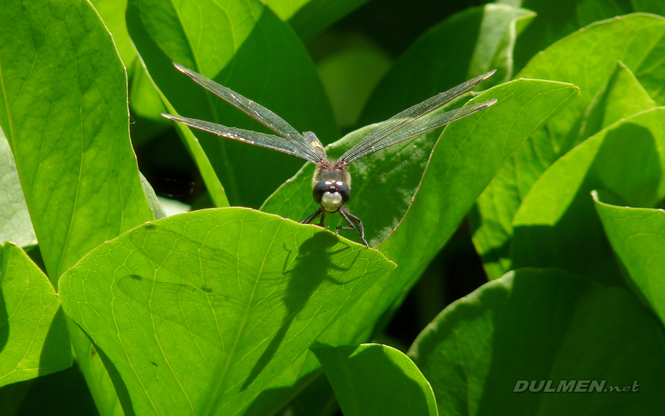 Yellow-spotted Whiteface (Male, Leucorrhinia pectoralis)